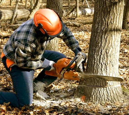 Tree Removal in Edmond, OK